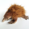 Bocchetta ECHIDNA ANT EATER Plush 25cm Stuffed Animal Soft Toy Australian Animal0