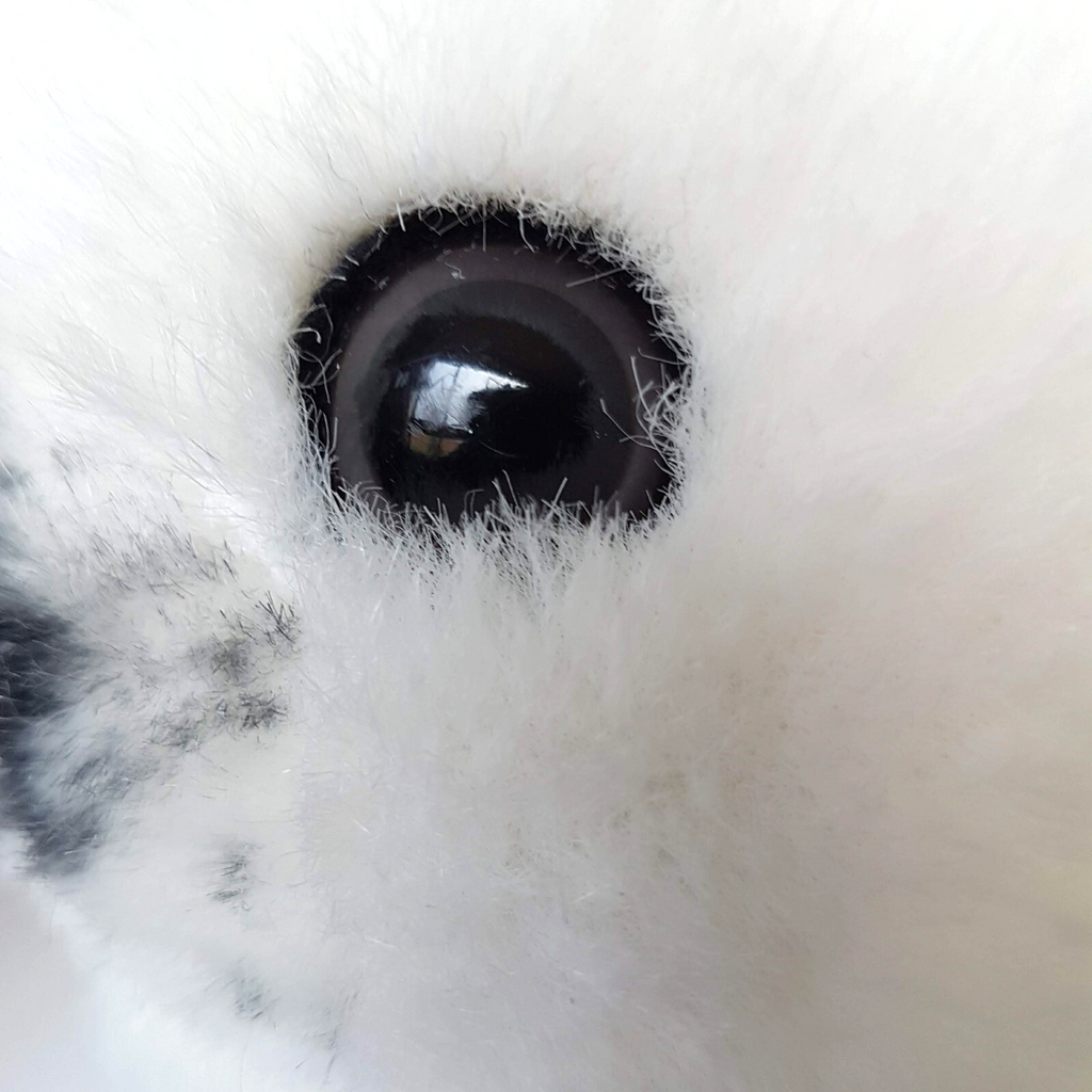 Sea World HARP SEAL PUP 33cm Plush Themepark Soft Toy Snow Cute Stuffed Animal7