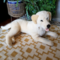 Bocchetta REALISTIC YELLOW LABRADOR DOG Jumbo Large 60cm Soft Toy Stuffed Animal0